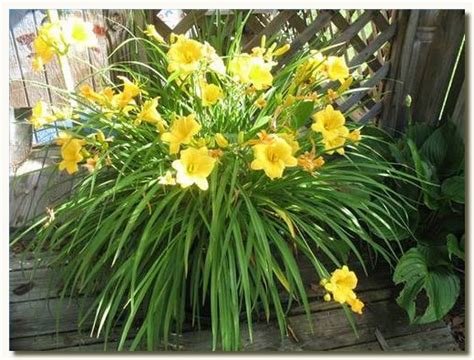 Какая польза от цветов в доме | СуперСадовник