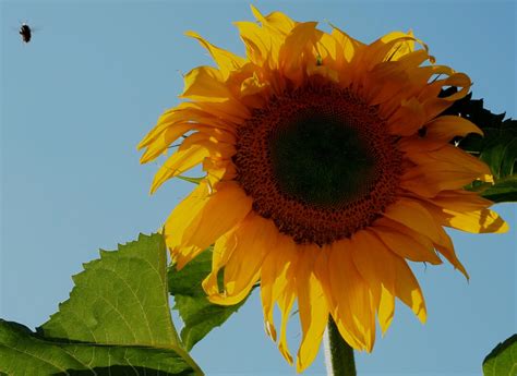 The Great Mongolian Giant Sunflower Minneopa Orchards