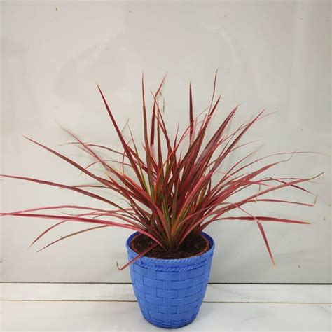 How To Care For Dracaena Houseplant Nurserybuy