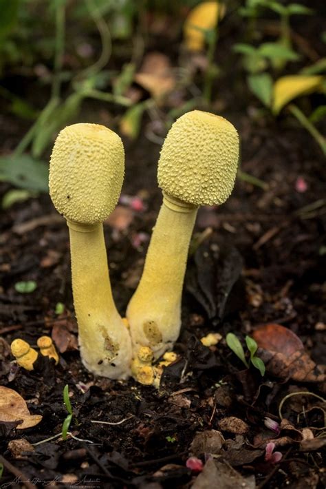 Hongo Amarillo De Las Macetas Desde Guayacan La Lomita Palenque