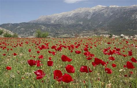 The Remembrance Poppy | Garden Design