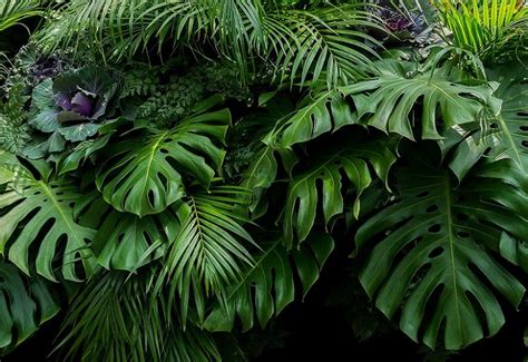 Explore the Fascinating World of Tropical Rainforest Plants