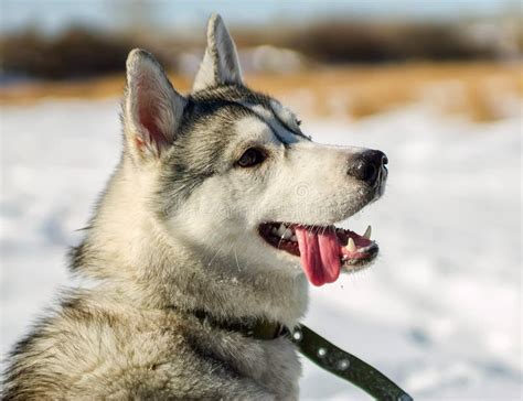 Portrait Of Husky Puppy In Winter In Snow Stock Photo Image Of Animal