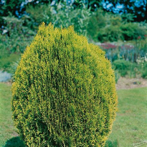 Туя восточная (биота)