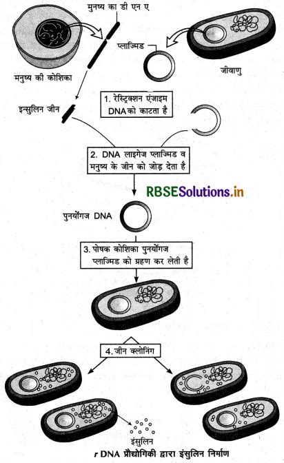 Rbse Class 12 Biology Important Questions Chapter 12 जैव प्रौद्योगिकी