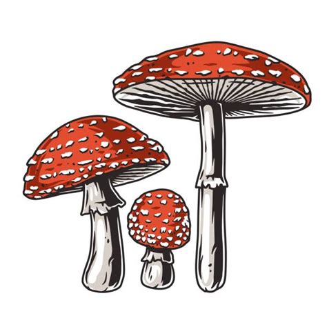 Amanita Muscaria Drawing