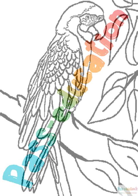 Coloriage gratuit Perroquet PDF à imprimer