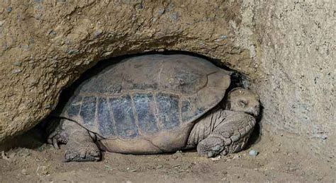 How Do Turtles Sleep Why Where And How Pictures