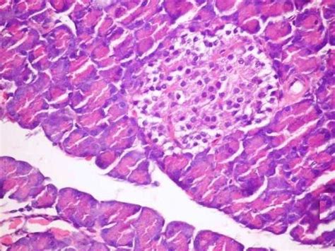 Pancreas Of Normal Rats G1 Showing Normal Appearance With Normal