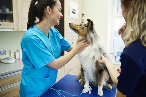 Hospital Público Veterinario De Naucalpan Dónde Está Cómo Atiende