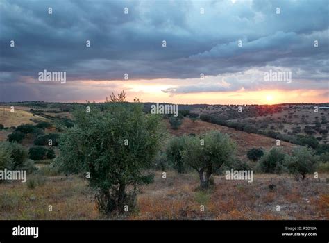 Albero Di Ulivo Al Tramonto Immagini E Fotografie Stock Ad Alta