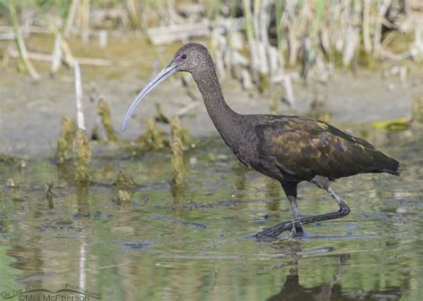 White Faced Ibis At Bear River Mbr Mia Mcpherson S On The Wing