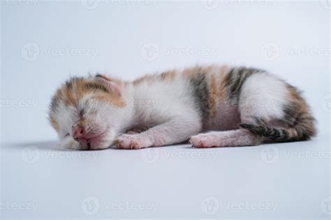 Newborn kittens are sleeping on the white floor 5859902 Stock Photo at ...