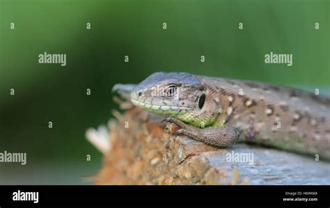 Macro Reptiles Hi Res Stock Photography And Images Alamy