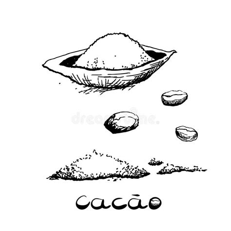 El Fruto Del Cacao Y Los Frijoles Imagen En Blanco Y Negro Al Estilo De