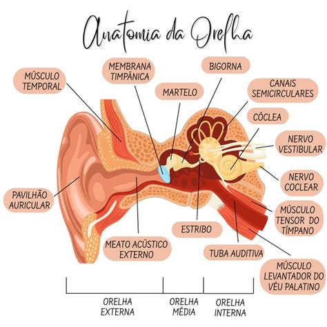 ANATOMIA DA ORELHA | Anatomia do ouvido, Fonoaudiologia exercicios ...