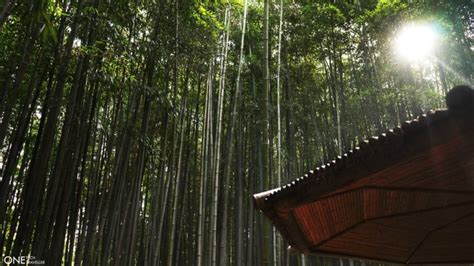 Hidden Beauty Of Damyang Bamboo Forest Korea One Tech Traveller