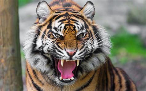 Wallpaper Ferocious Tiger 1920x1200 Hd Picture Image