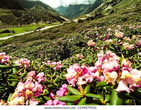 1 521 Sikkim Flower Images Stock Photos And Vectors Shutterstock