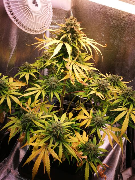 Royal Queen Seeds Royal Gorilla Automatic Grow Journal Week10 By