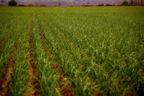 images lawn meadow flower food green crop soil