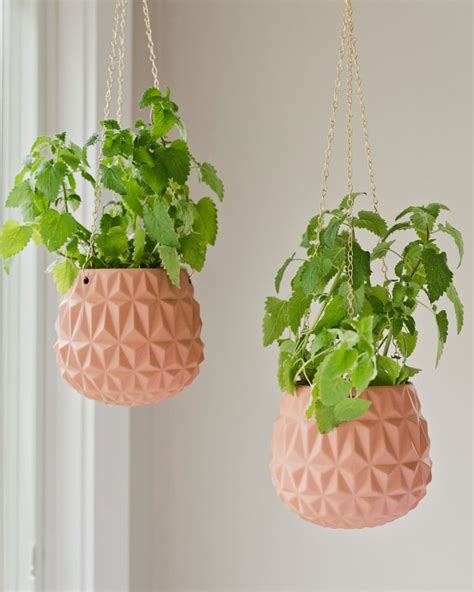 How To Grow and Care For Catnip Plants Indoors | Apartment Therapy