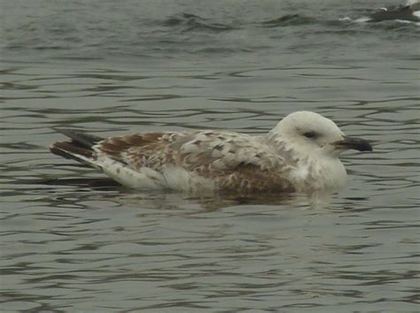 Herts Bird Club 1st Winter Caspian Gull