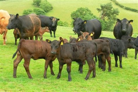 Cornish Valley Farming - Farming