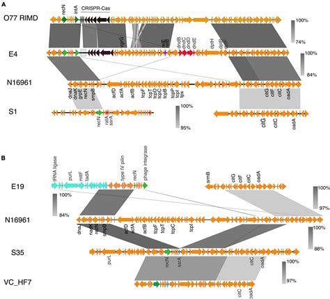 Frontiers Comparative Analysis Of Vibrio Cholerae Isolates From Ghana Reveals Variations In