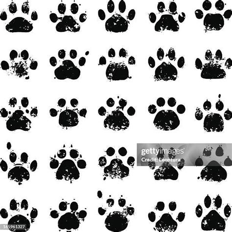 714 Cat Paw Prints Stock Photos, High-Res Pictures, and Images - Getty ...