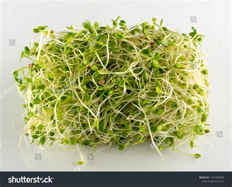 Red Clover Sprouts Radish Sprouts On Stock Photo 1497687896 Shutterstock