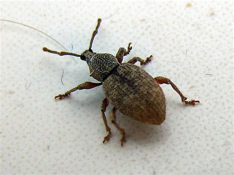 Weevil Inside House Otiorhynchus Singularis Bugguidenet