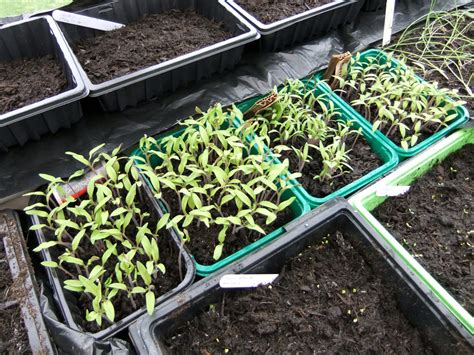 Pricking Out Tomato Seedlings Lovely Greens Garden Living And Making