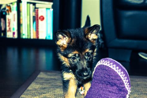 A Puppy A Day Melts My Heart Away | candies & crunches