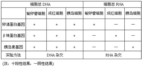 鸡的输卵管细胞合成卵清蛋白成红细胞合成珠蛋白胰岛细胞合成胰岛素用编码上述三种蛋白质的基因分别作探针对三种细胞中提取的总dna进行杂交