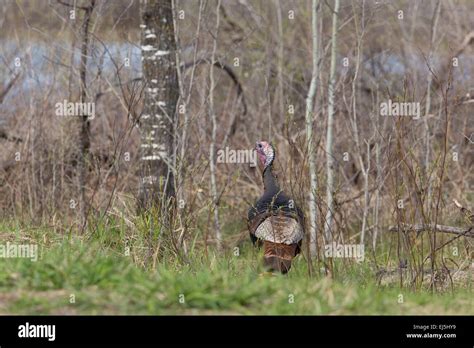 Eastern wild Turkey Stock Photo - Alamy