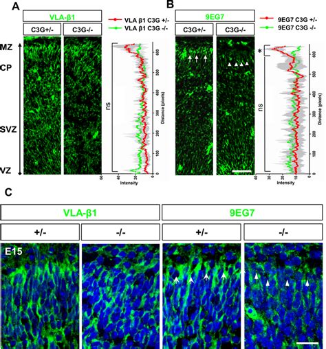 Loss Of Active Integrin In The C G Emx Ko Cortex A C Coronal