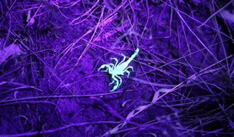 why do scorpions glow - Scorpion Species