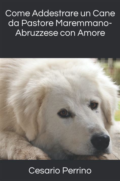 Come Addestrare Un Cane Da Pastore Maremmano Abruzzese Con Amore Se