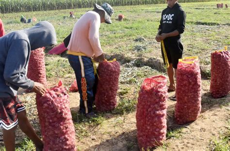 Programa Sa Pautang Sa Onion Farmers Inilapit Sa Mga Taga Central Luzon