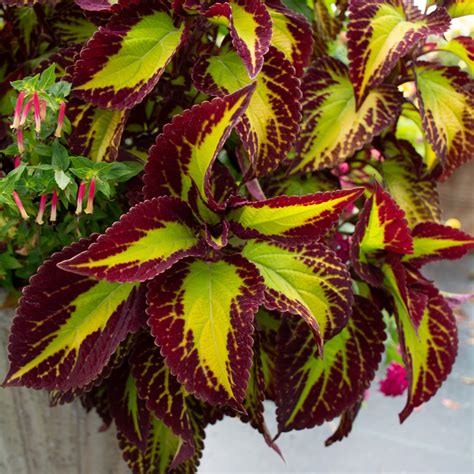 Coleus Stained Glassworks® Velvet White Flower Farm