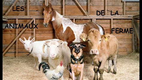 Animaux De La Ferme Diaporama Youtube