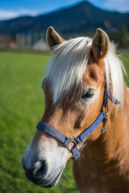 Premium Photo Stallion Horse Portrait