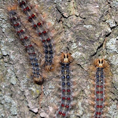 The Gypsy Moth Life Cycle - Mosquito Toronto