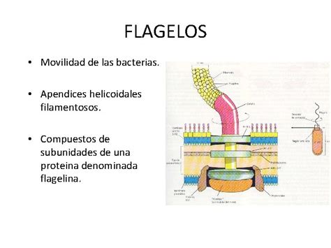 Las Bacterias Definicin Las Bacterias Son Microorganismos Unicelulares