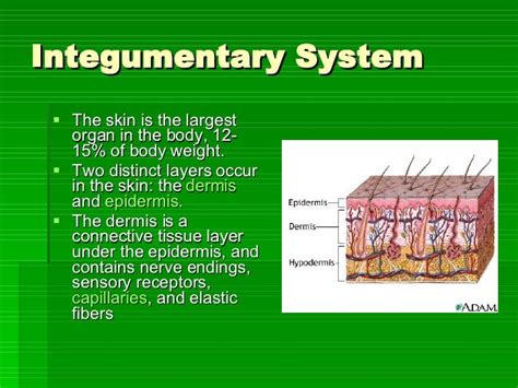 Homeostasis