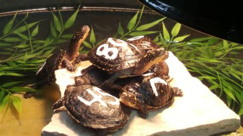 Emys blandingii / Emydoidea blandingii - The ZT2 Round Table