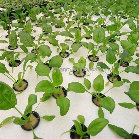 High Density Xps Hydroponics Dwc Floating Raft Growing Foam Board