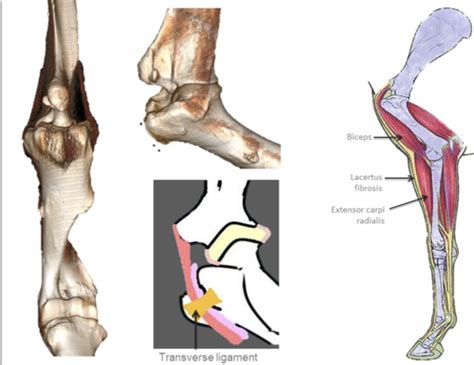 Functional Anatomy Of The Equine Forelimb Flashcards Quizlet