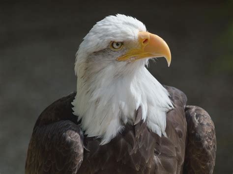 Why Bald Eagle Populations Soared In The Last Decade Smithsonian